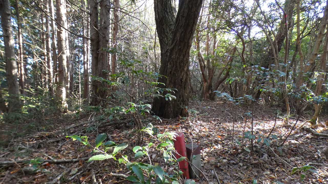 この辺りがYAMAPランドマーク。地図上でも最高点。
荒谷山に三角点はありません。