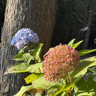 秋なのに…
鮮やかな紫陽花びっくり‼️