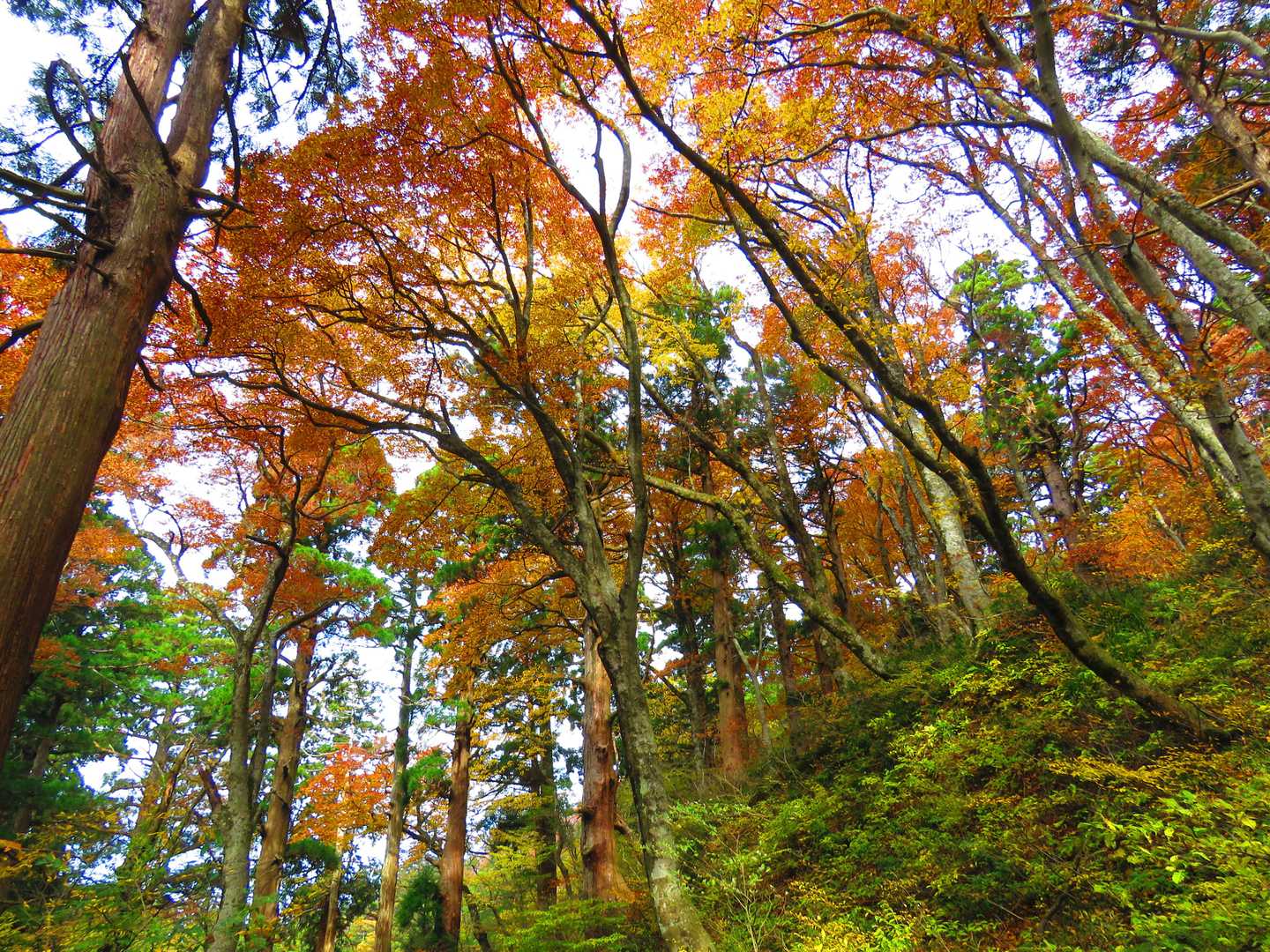 行者登山口-大山 往復コースの写真