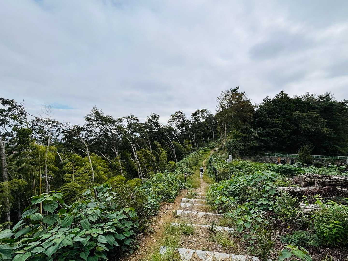 大澄山の山頂付近は、こんな感じで開けた景色が楽しめる