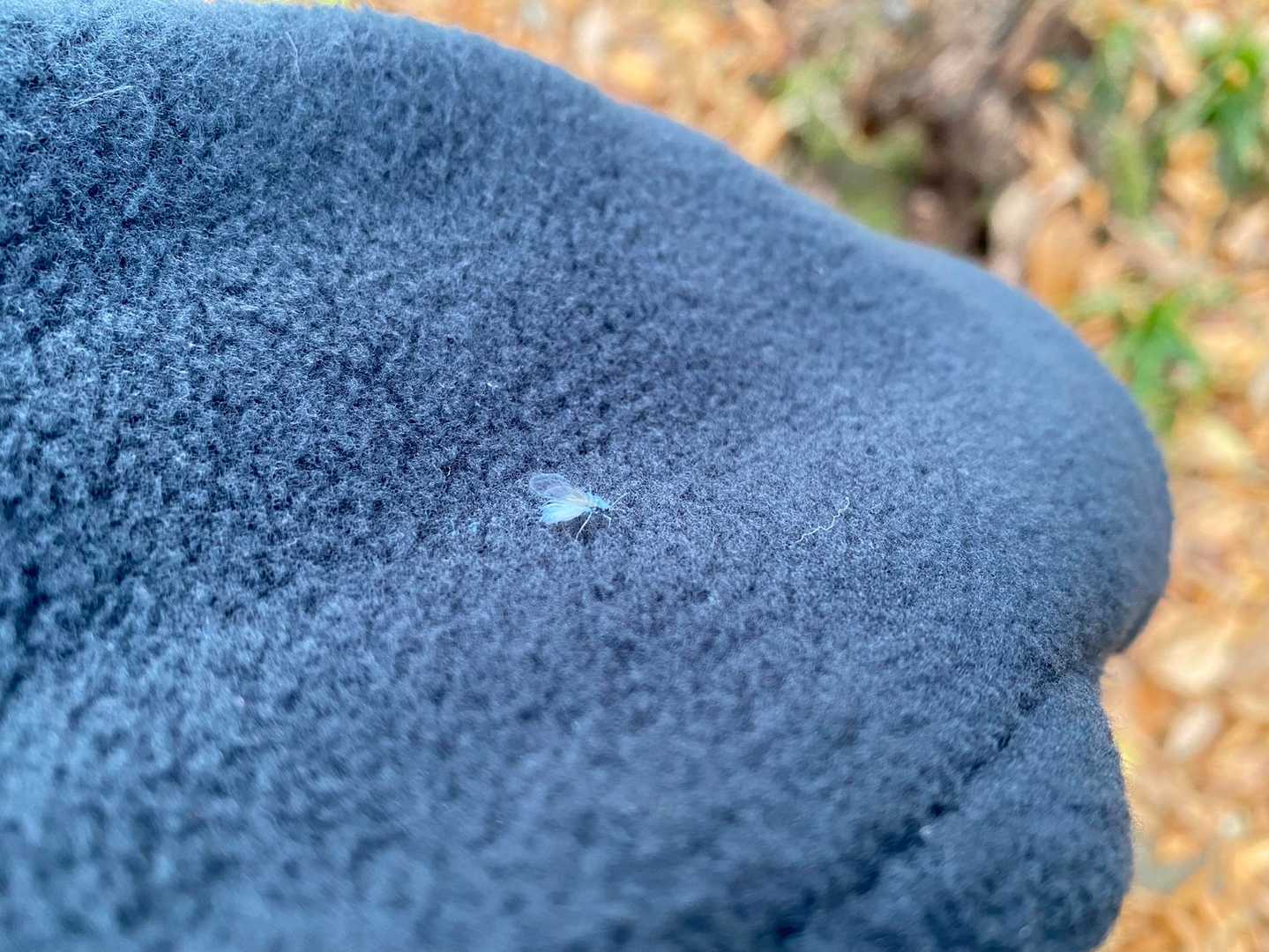 雪虫に遭遇✨　下山までに3匹見かけた。