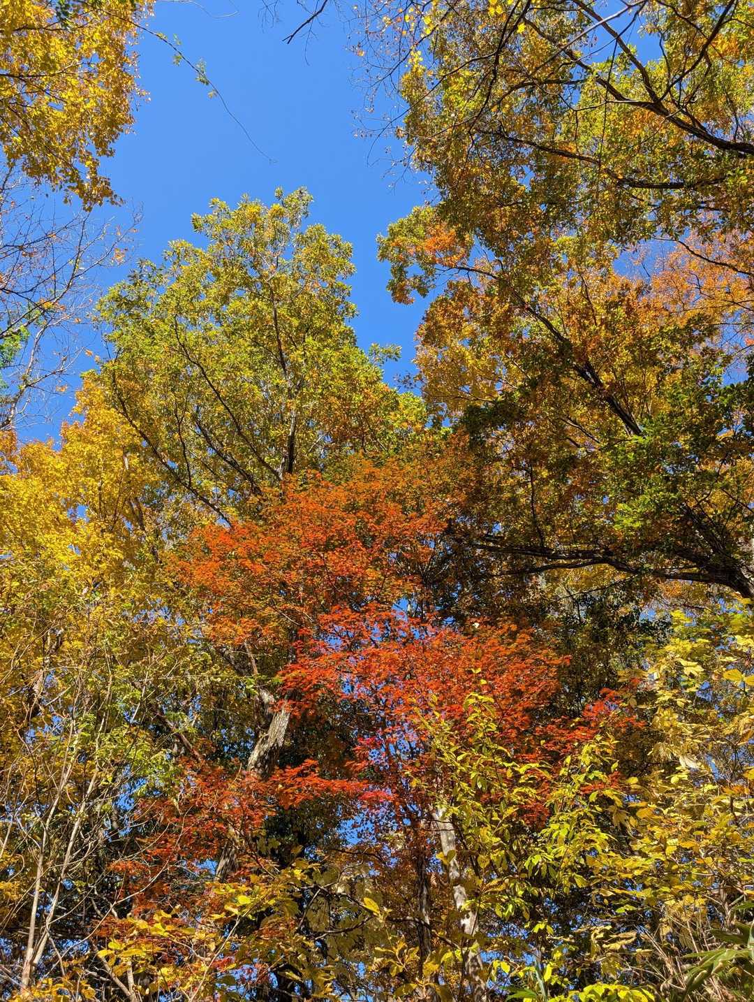 お手軽に剱岳の勇姿を眺める千石城山の写真