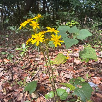 石蕗　登山口は蕾。ここは日当たりがいい？