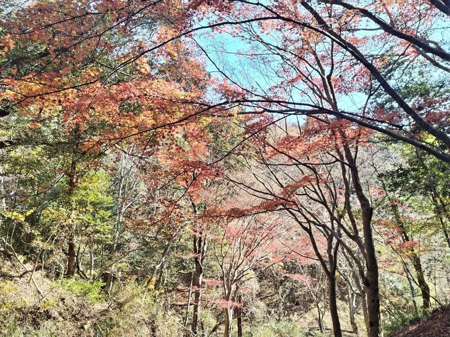 🍁