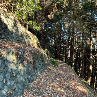 コンクリートより登山道の方が膝に優しくて
歩きやすくなってきた