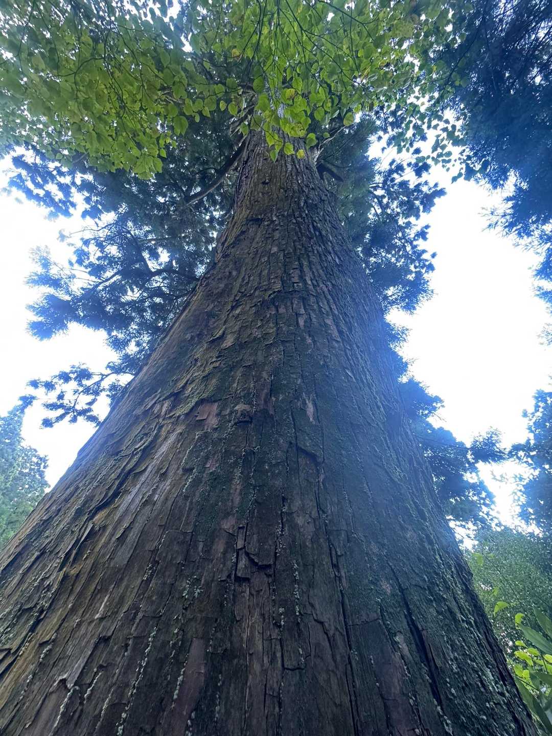 巨大な杉の木🌲