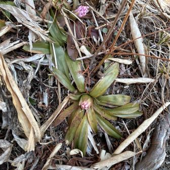 あ👀ショウジョウバカマのツボミ
