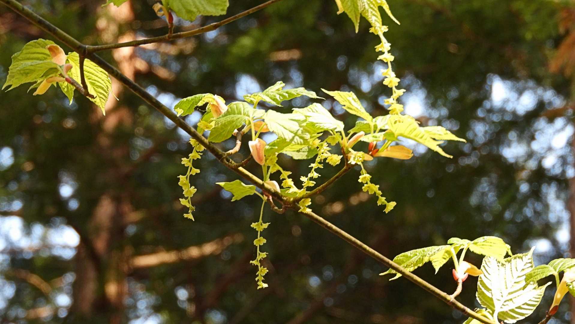 早速ウリハダカエデのお出迎え。