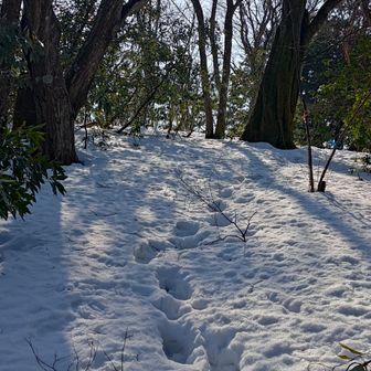 この辺りは雪が残っている。楽しい。