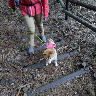 ココちゃん
かわいい