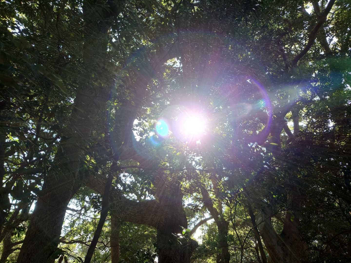 今年初めての木漏れ日✨
気持ちいい〜✨
良い年の始まりになりそう🎵