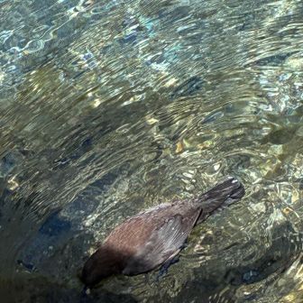 でも、更に面白かったのが、この鳥。
雀より大きく、鳩より小さい、茶色い鳥。水の上を泳ぎ、時々水に潜って何か食べている。