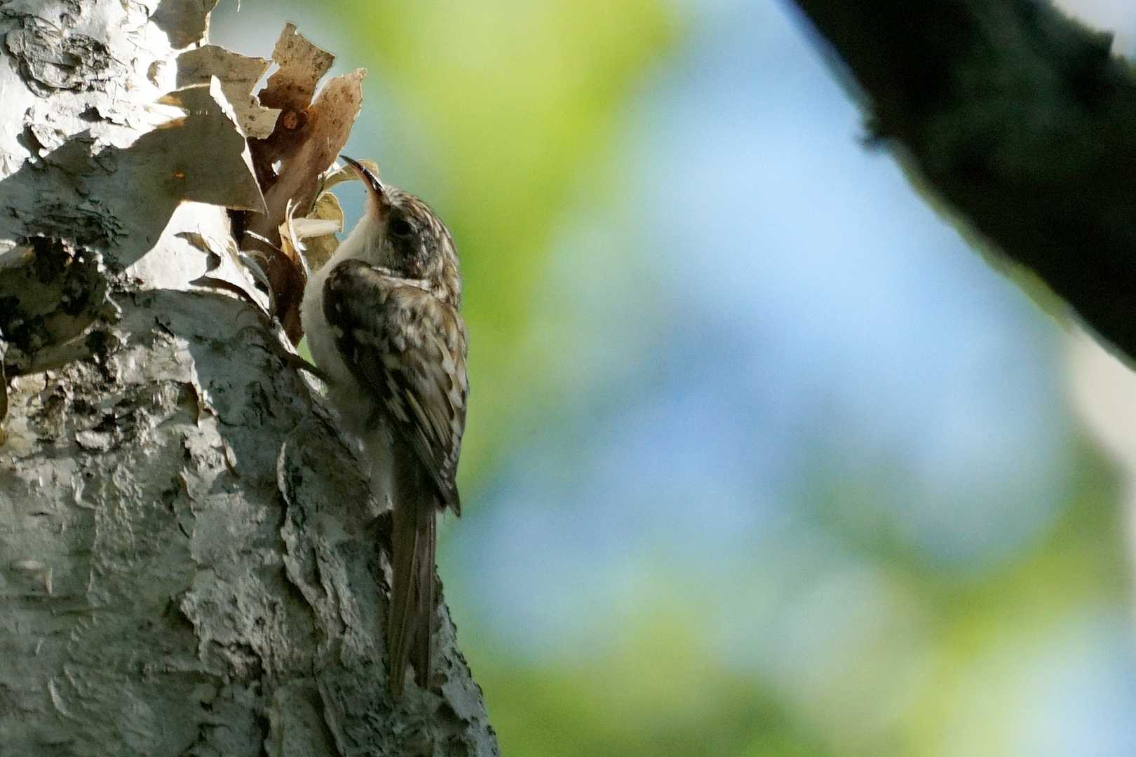 なにふざけた事やってるんだよ、ケガするから真面目に歩けよ。

呆れたキバシリが顔をだす。