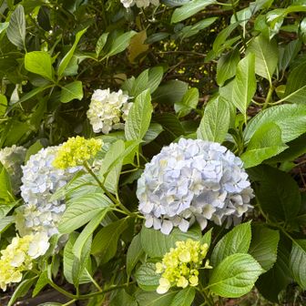 紫陽花も見頃を迎えて
