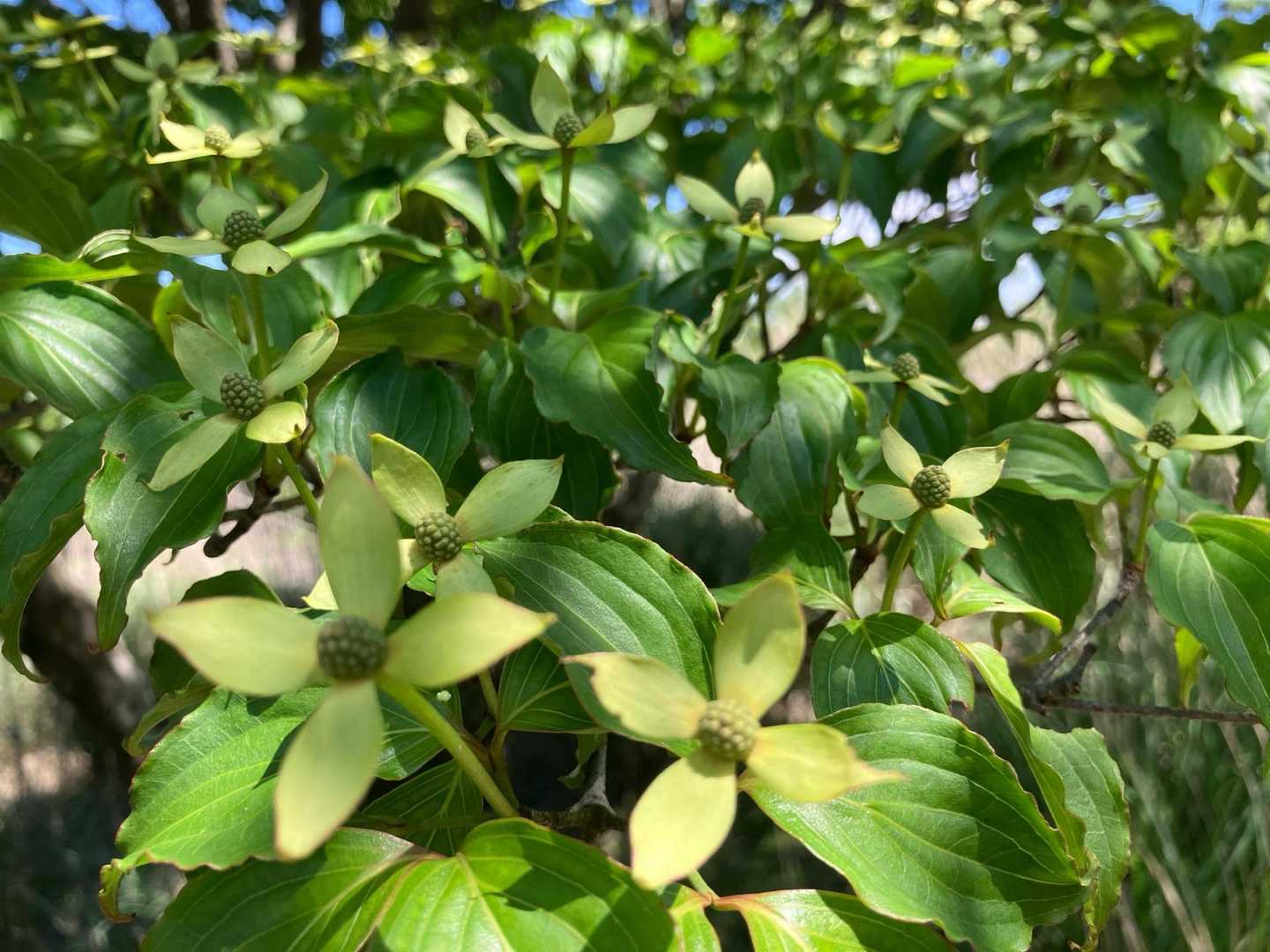 山法師(ヤマボウシ)
あと少し大きくなるでしょう
これも好きなお花です(*^^*)