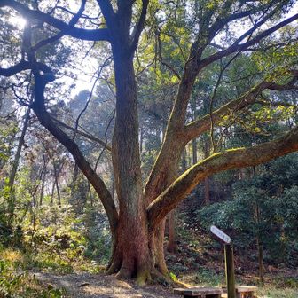槇尾山（槙尾山）・和泉葛城山・神於山 クスノキ