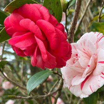 同じ株で2種咲き