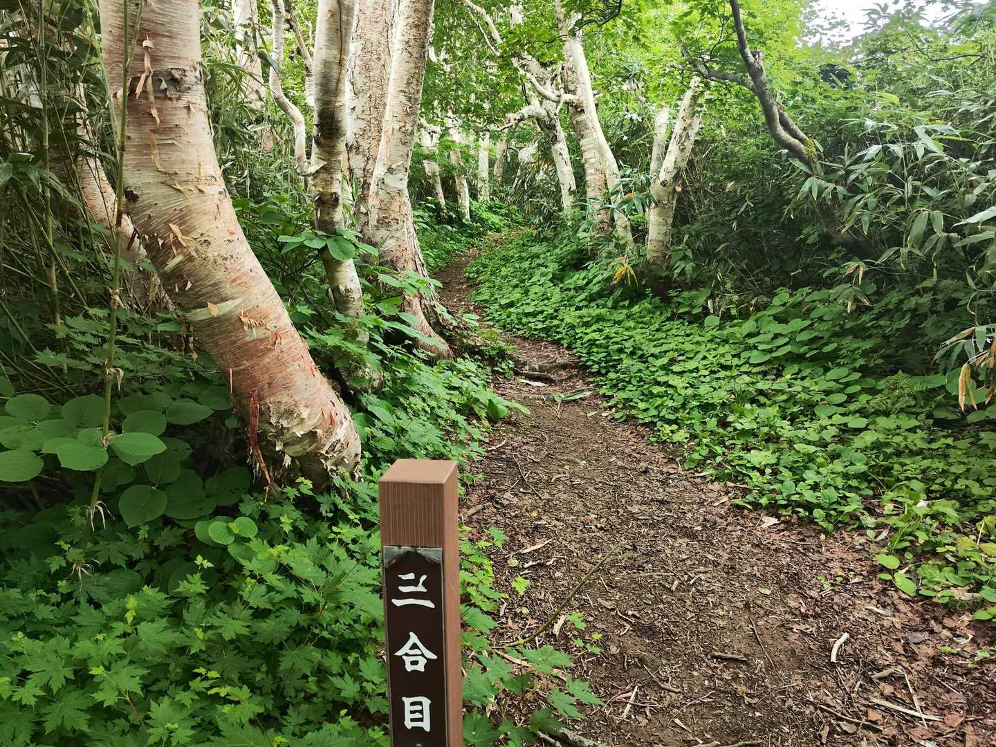 歩きやすい道が続いていますが やっと3合目