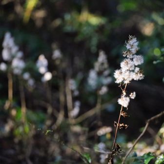 ふわふわちゃんがいっぱい‎🤍

種でよくわからないけど、キク科の植物だね😊