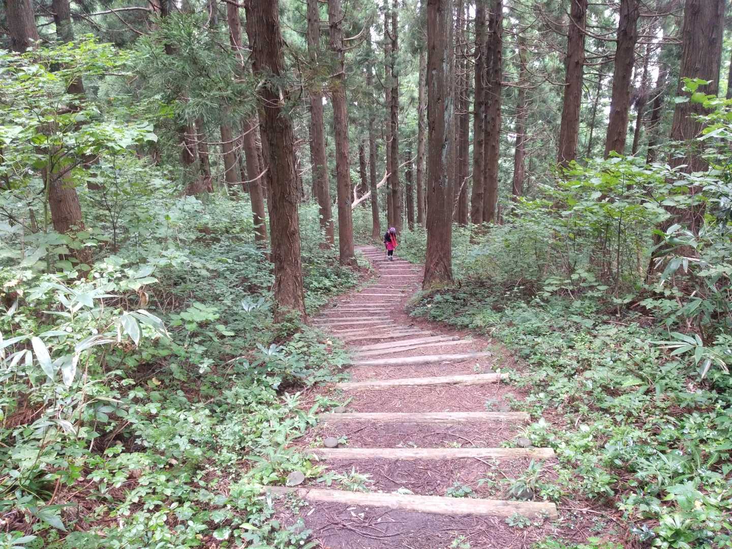 八乙女山五合目登山口 往復コースの写真