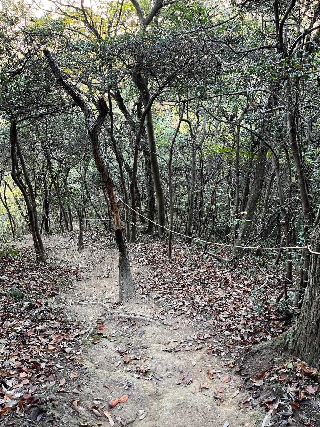 上佐山 往復コースの写真