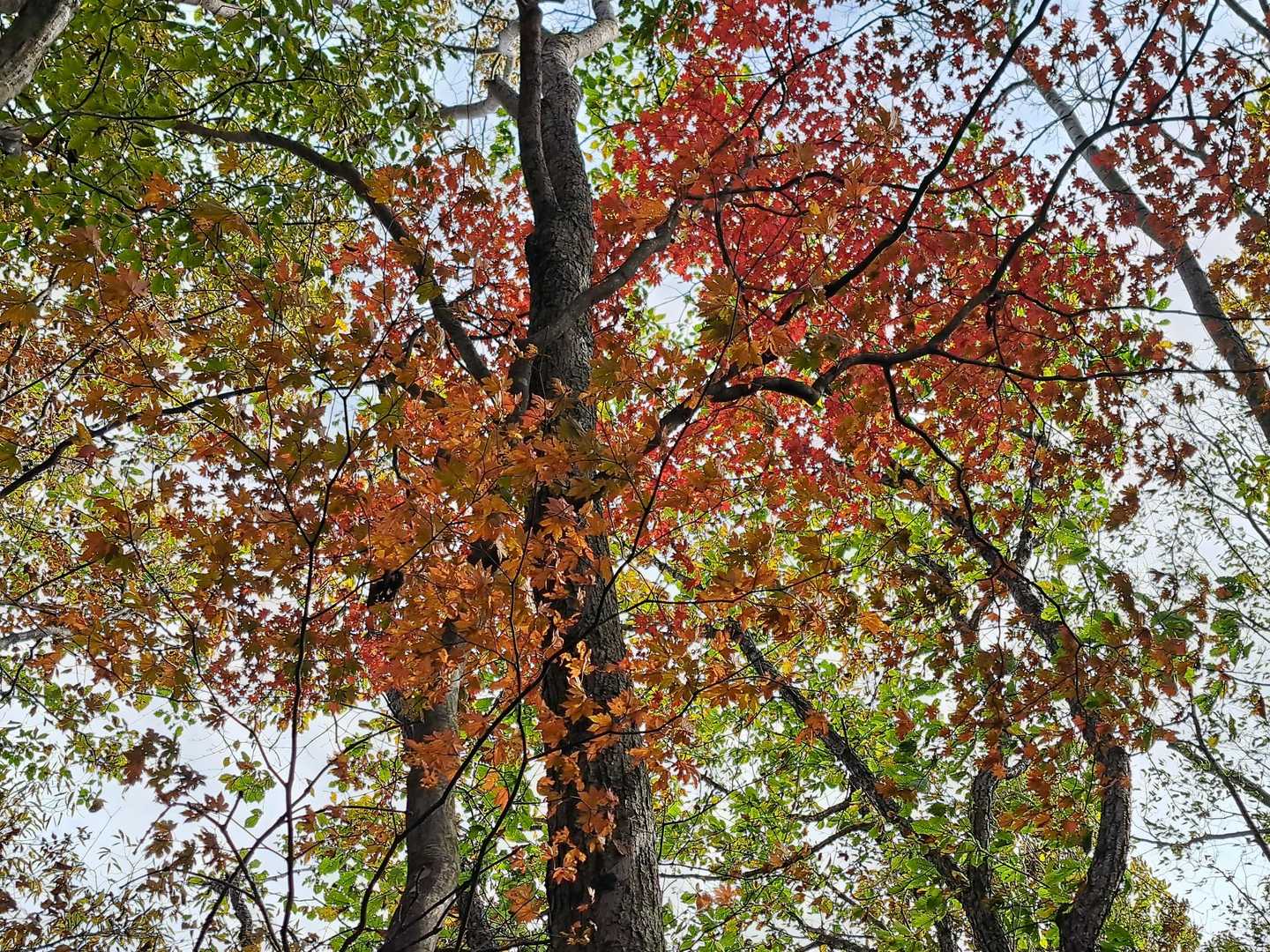 見上げる紅葉。