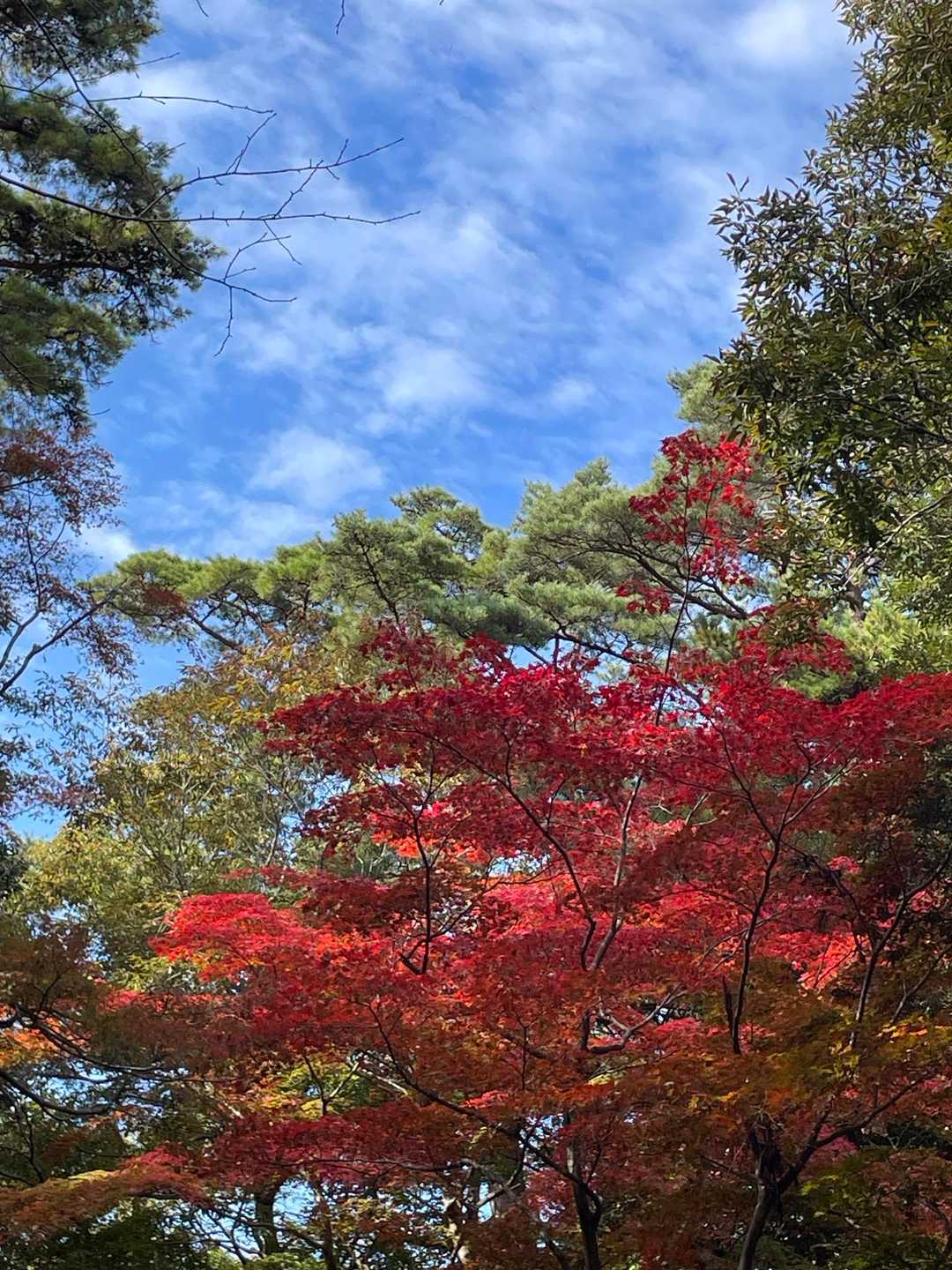 再度公園到着💙
真っ赤🍁で綺麗です😍

到達再度公園💙
楓葉🍁紅的很美😍