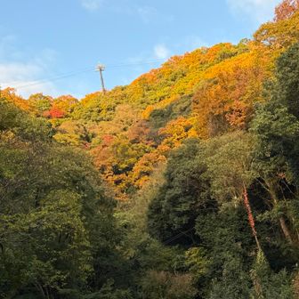 朝日に照らされて鮮やかな紅葉