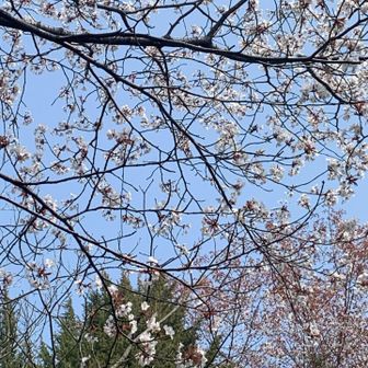 桜が咲いています🌸