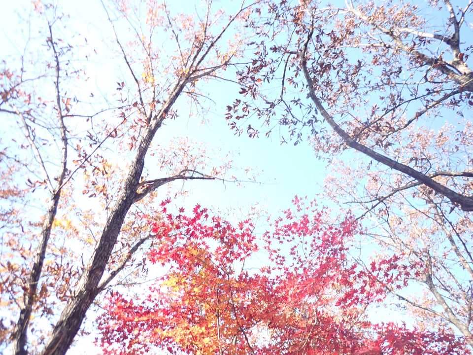 色々な所から人がくる❗️
人気のお山😊今度は違う所を歩いてみよう🎵