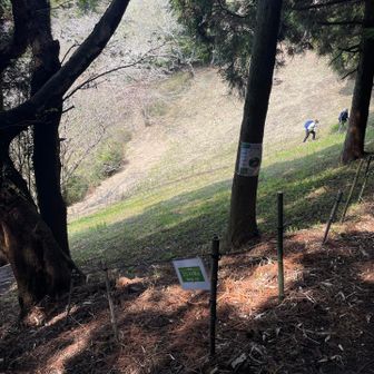 途中、キスミレを見て来たであろう女性に場所を教えて頂き群生地へ🏃🏻‍♂️♪