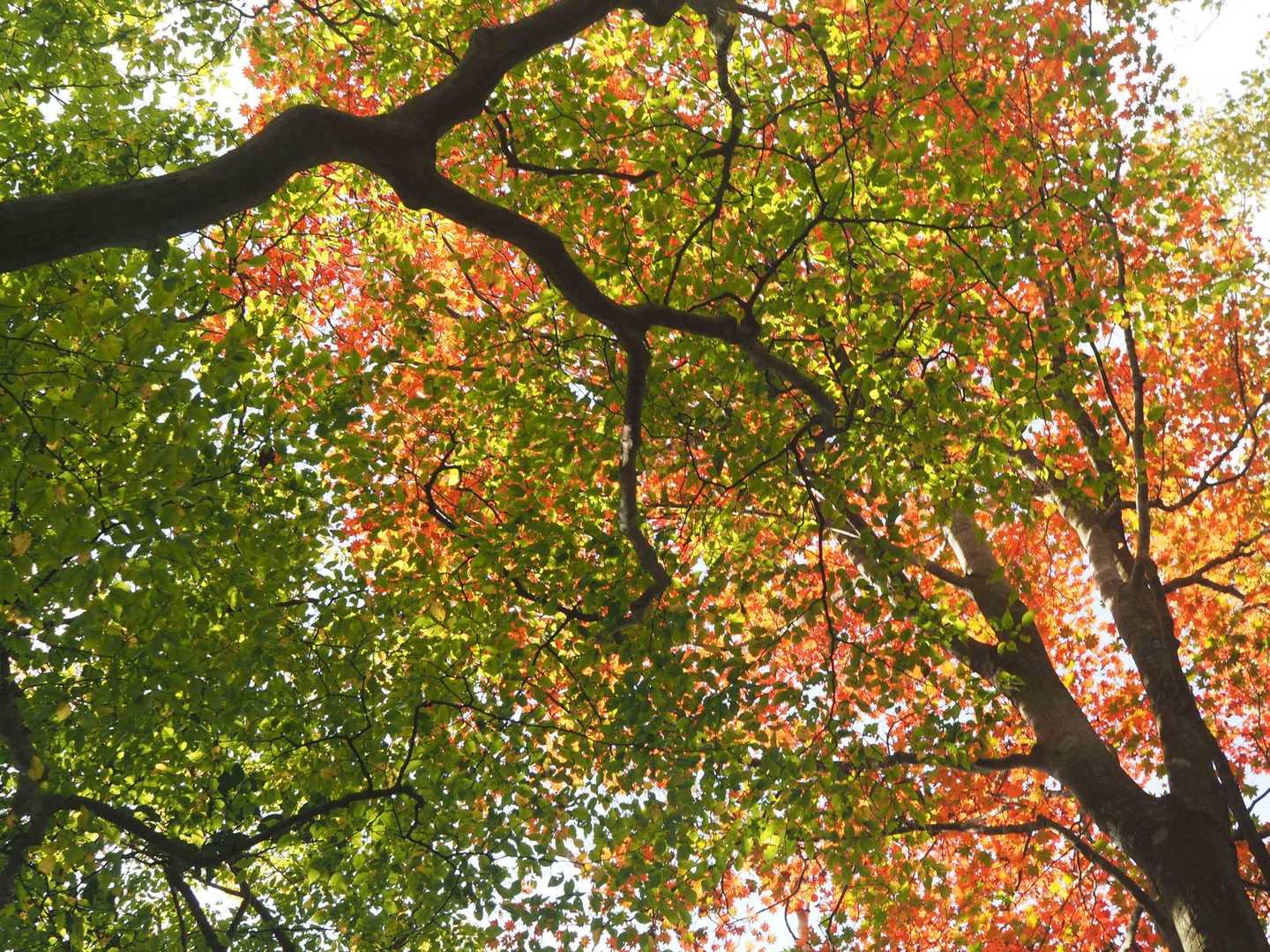 紅葉はまだなのか
イマイチなのか