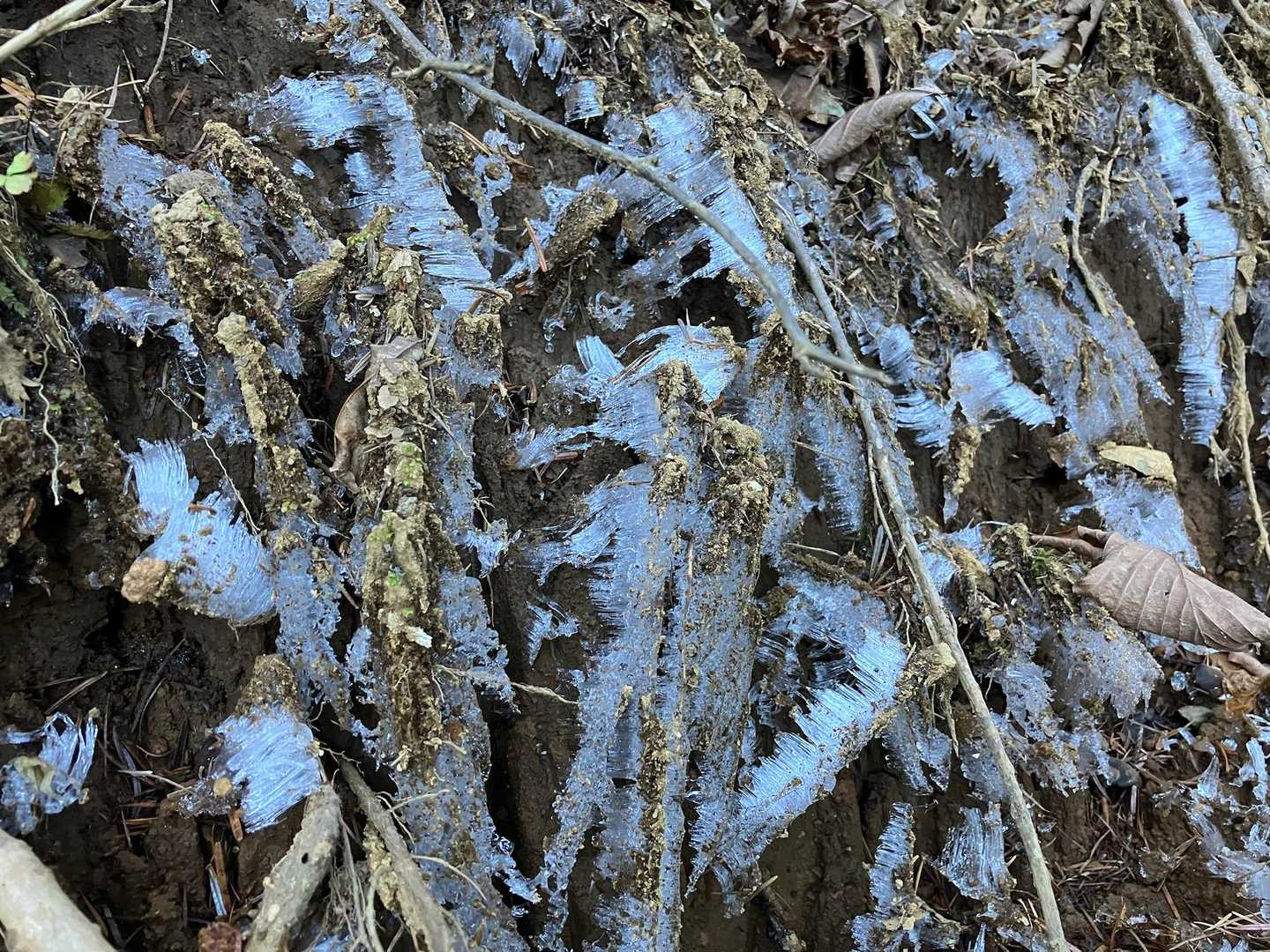 霜柱❄️