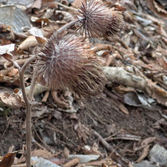 ボクチのドライフラワー