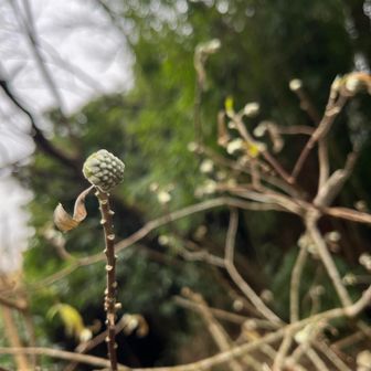 登山口にミツマタ！