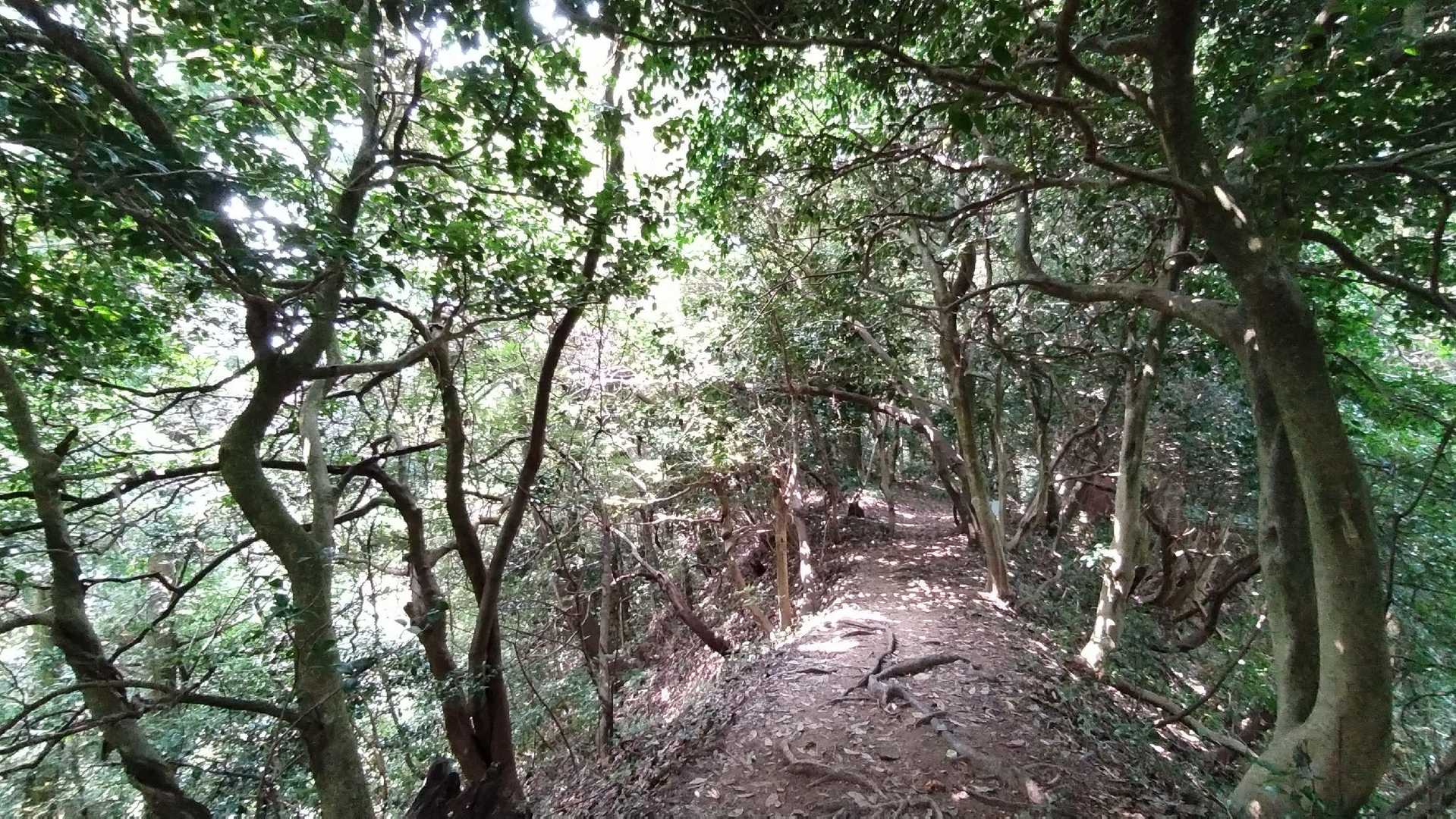 宝達山 | 加賀藩の金山伝説と水源の森を擁する信仰の山、２霊山の大展望を堪能の写真
