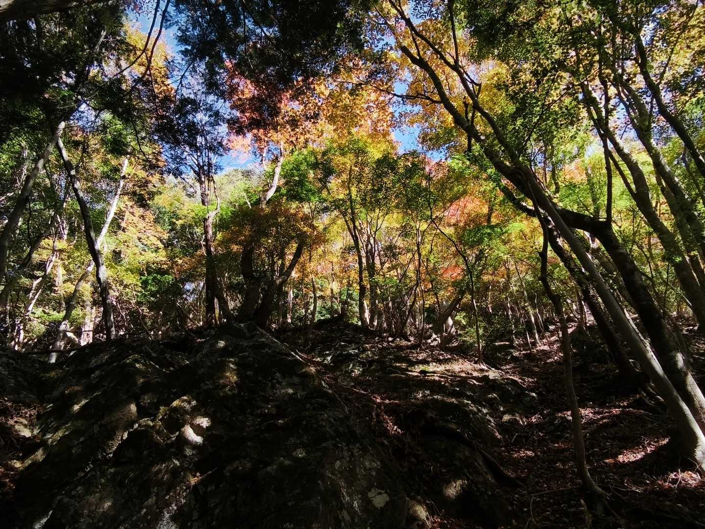 仏坂峠-鞍掛山-かしやげ峠 縦走コースの写真