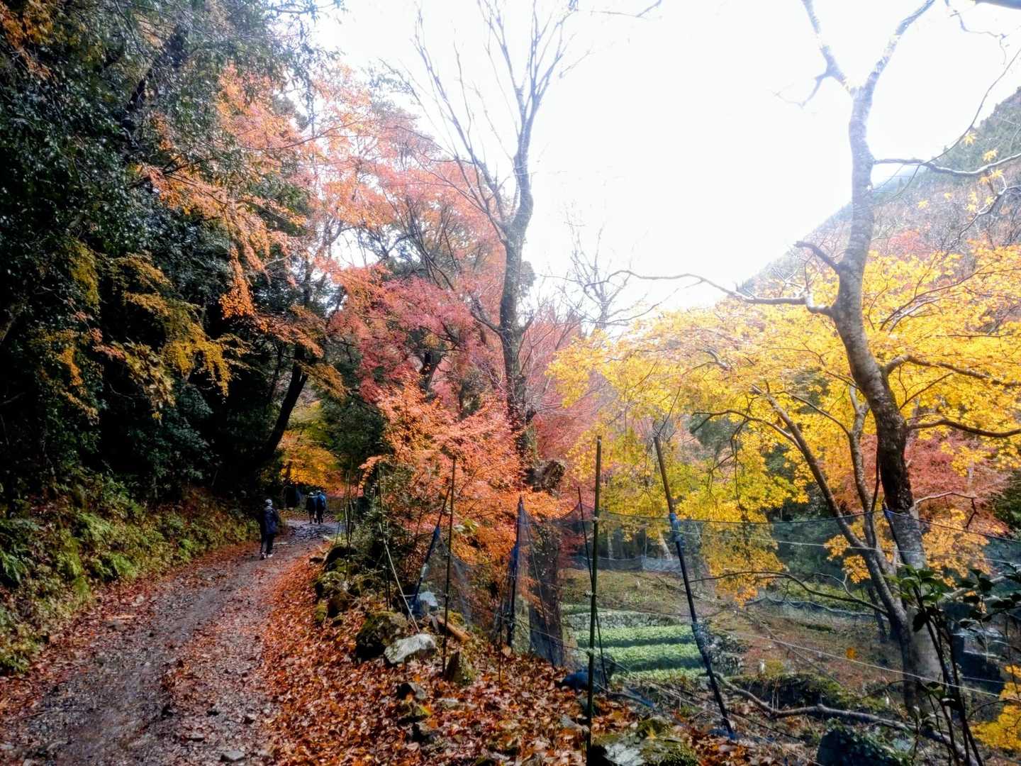 紅葉まだ残ってて綺麗なところもありました🍁