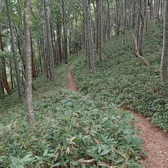 金山分岐
登りも下山も、風がとっても気持ちよかった！