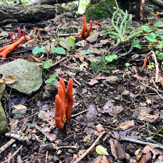 ⚠️カエンタケ
カエンタケは、触れるだけでも皮膚の炎症を引き起こし、食べると死に至ることもある日本最強クラスの猛毒キノコです。山林や公園などで見つけても、絶対に「触らない」「食べない」ようにしてください。

〈主な症状〉
触れた場合: 皮膚の炎症、ただれ、腫れなどを引き起こします。目に入ると失明の恐れもあります。
食べた場合: 食後30分ほどで発熱、悪寒、嘔吐、下痢、腹痛、手足のしびれが起き、2日後には消化器不全や脳神経障害（運動障害など）により死に至ることがあります。