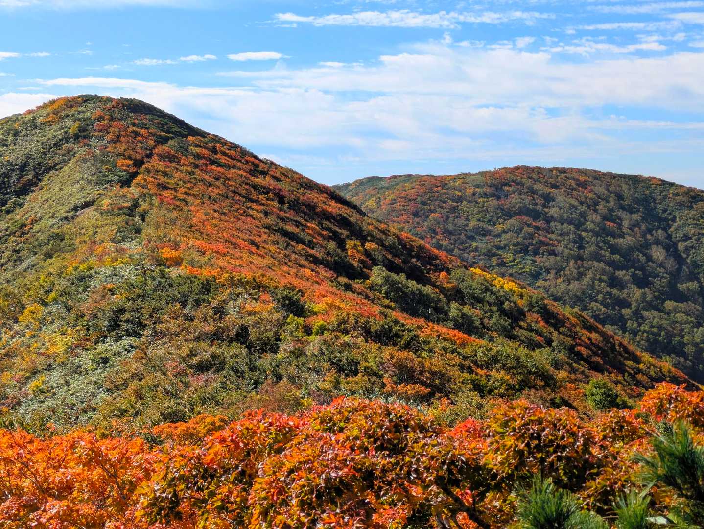 高畑登山口-高下岳-高下岳-根菅岳 往復コースの写真