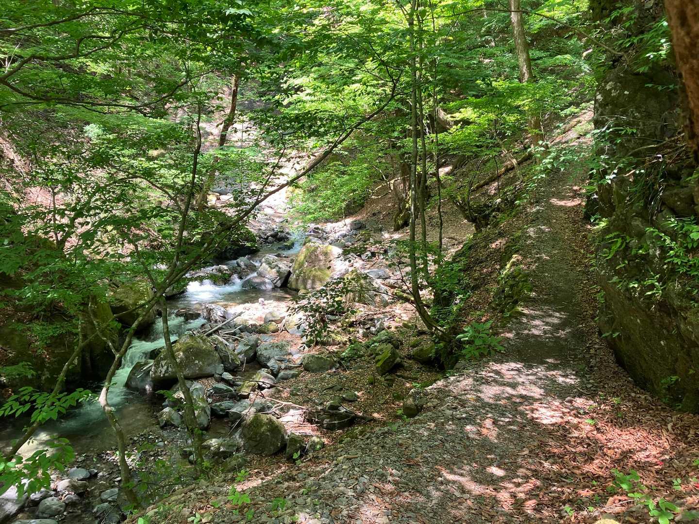 林道から山道へ
水辺はさわやかで心地良い✨