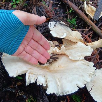 デカい🍄😳