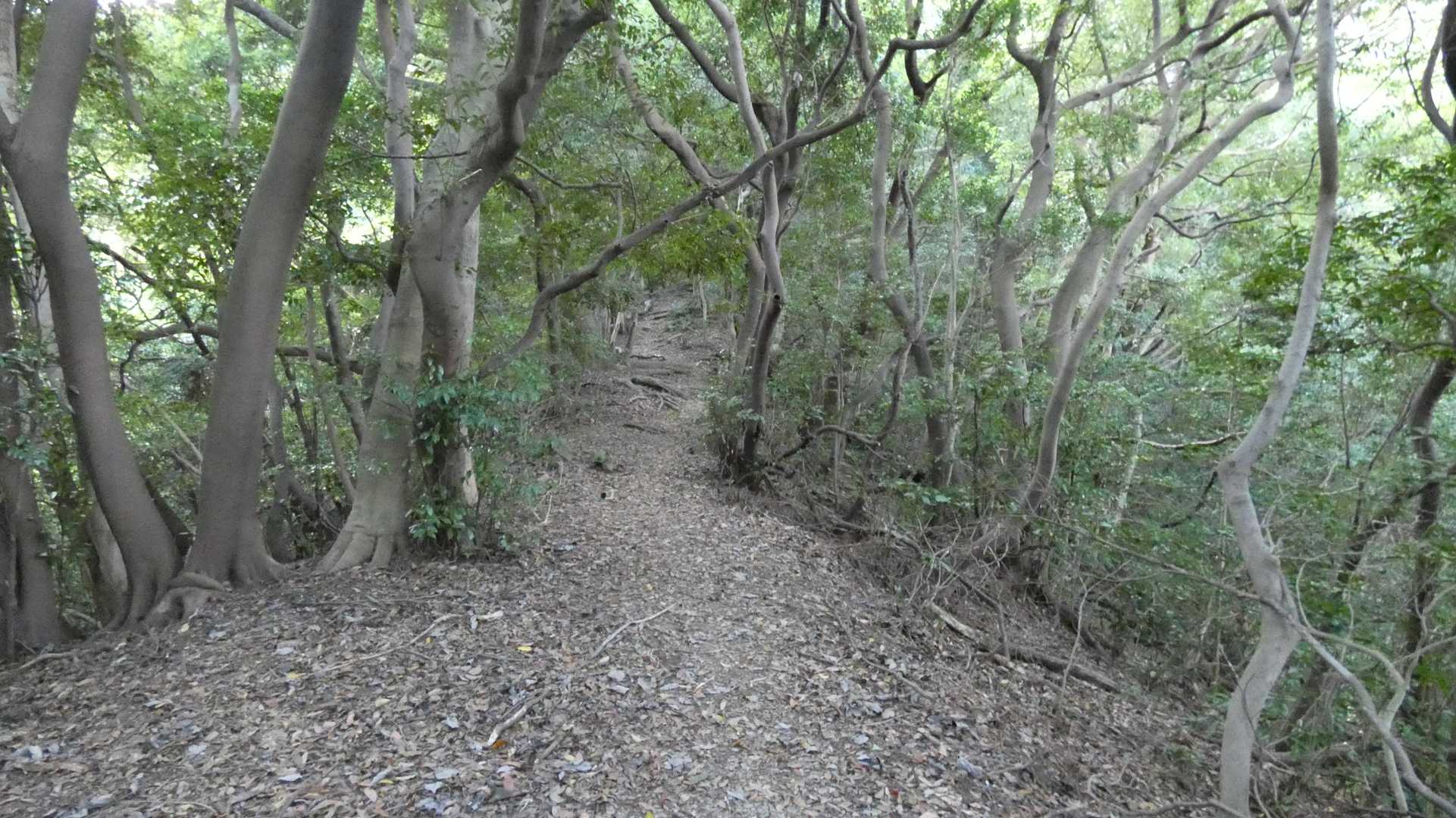 道は整備されて歩きやすいですが😤