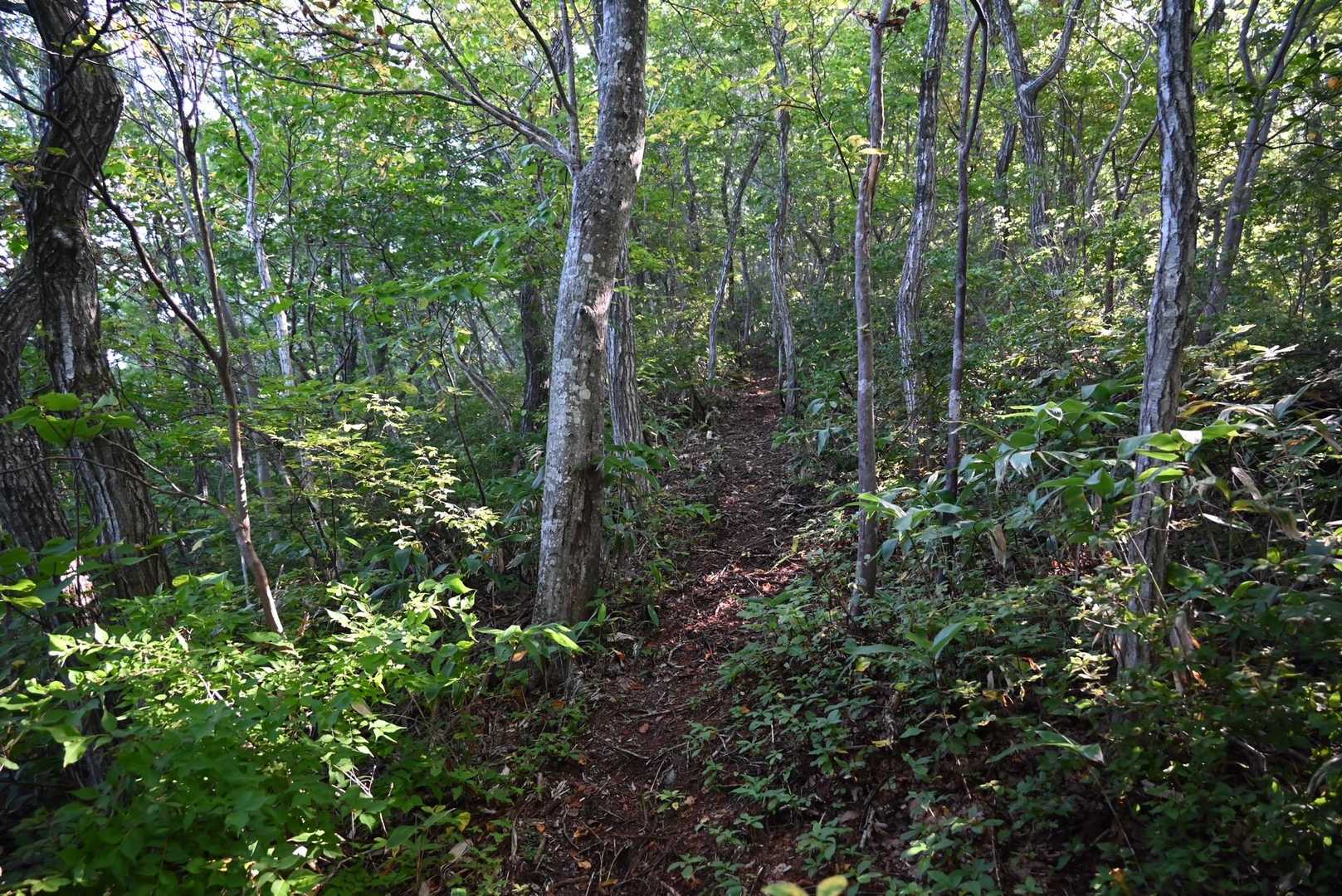 中ノ岳への登山道

ハッキリ言ってキツい急登！
というか多分、朝食食べ過ぎて体が重い！

男体山の急登と同じに感じました