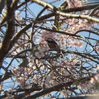 駐車場近くではヤマガラさんにも会えました✨