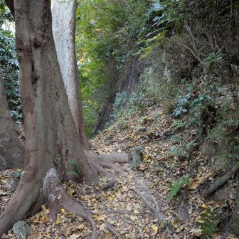 ハイキングコースだが、それなりに山っぽい道を進んだ。