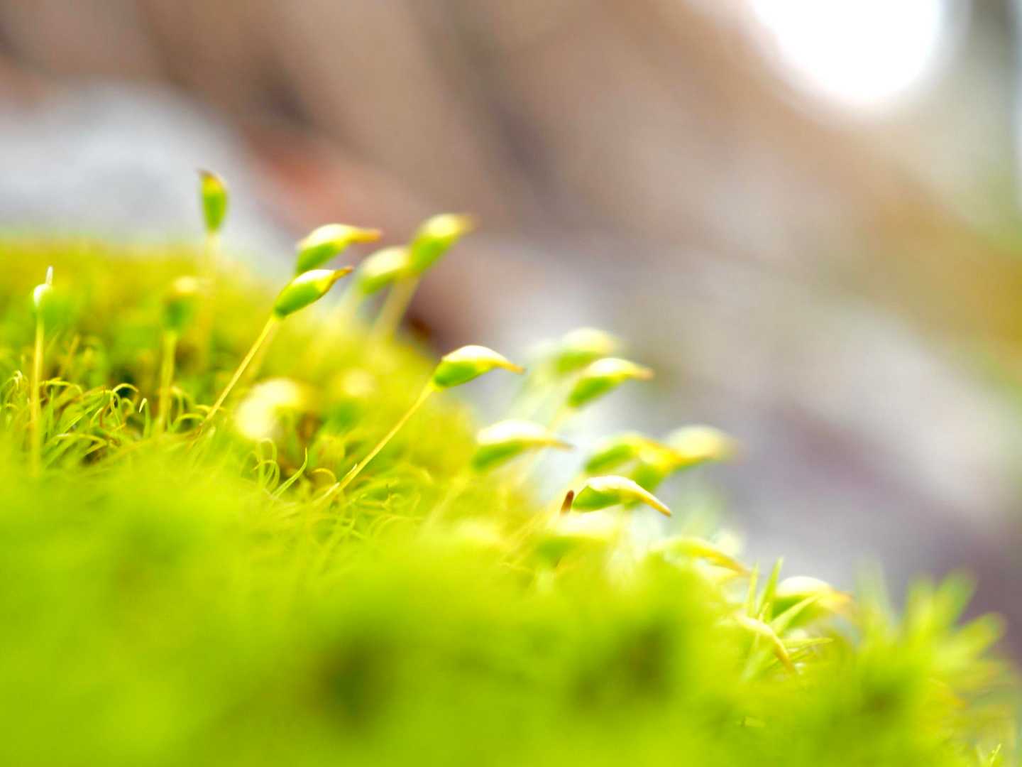 　雨で
　生き生きと
　している苔たちや