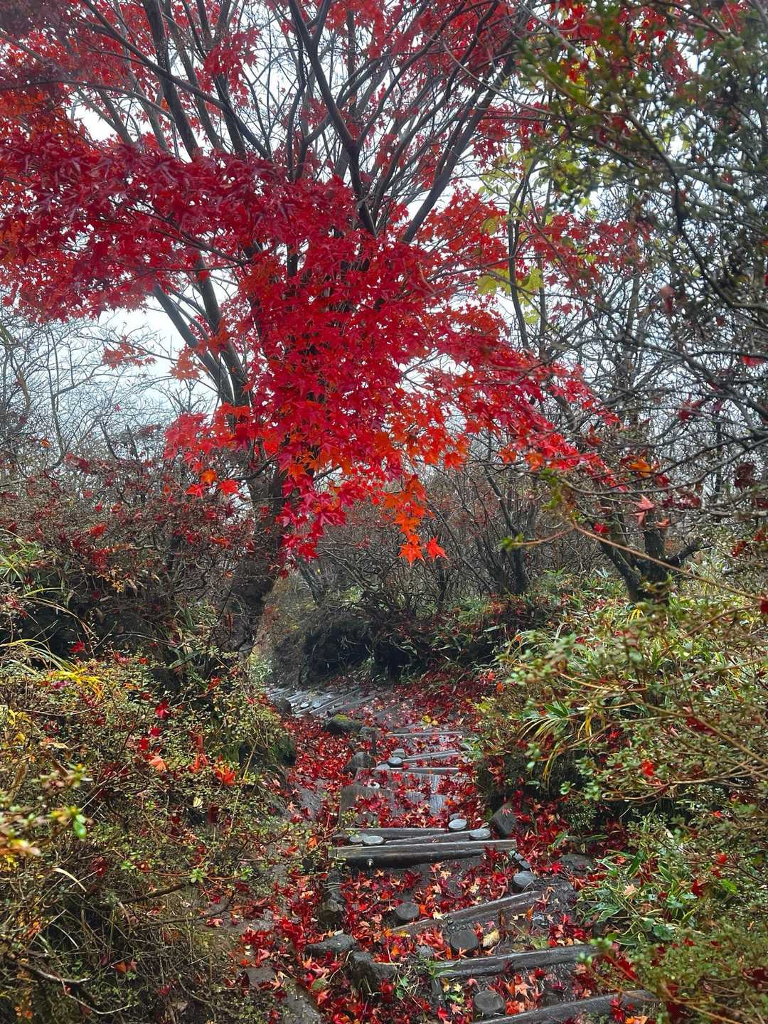 赤川登山口-久住山 往復コースの写真
