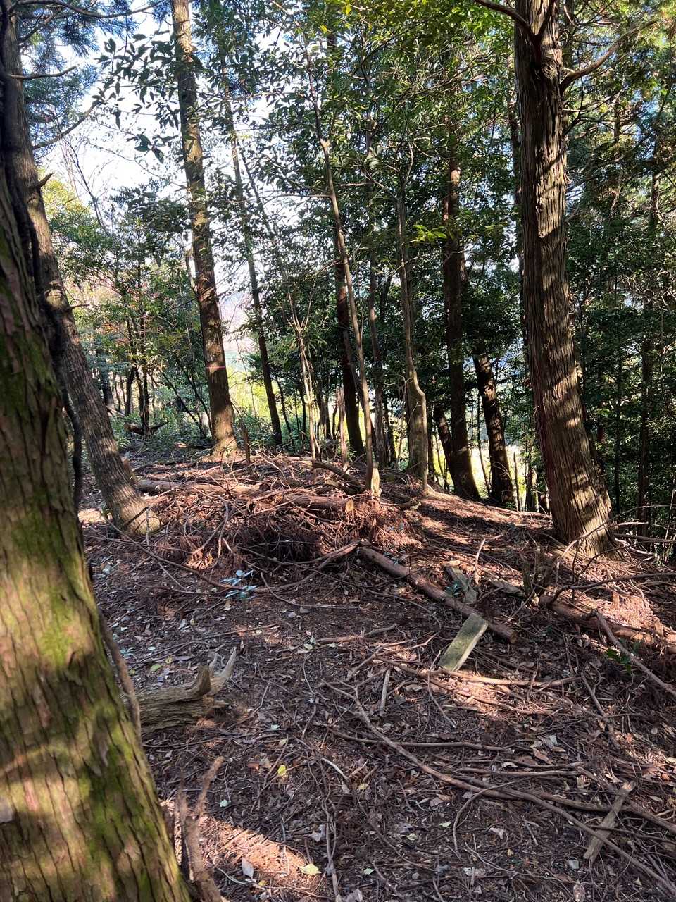 ザルヲ山山頂
